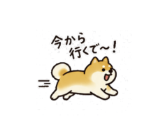 今から行くで〜！と走る、くりかの相棒の柴犬
